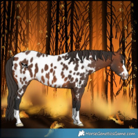 Horse Color:Bay Near Leopard