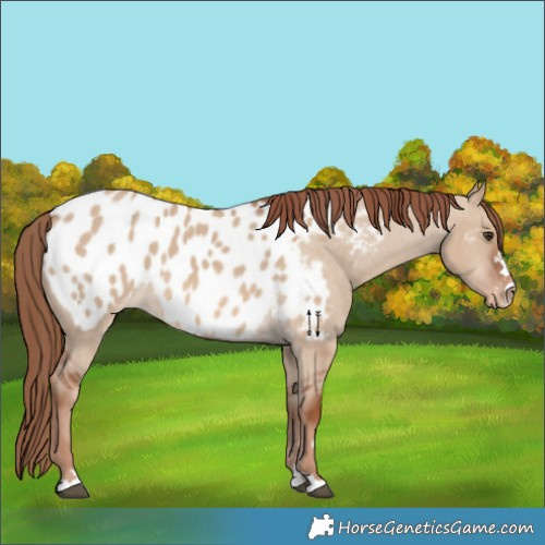 Horse Color:Red Dun Appaloosa 