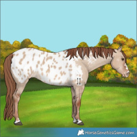 Horse Color:Red Dun Appaloosa 