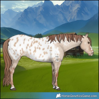 Horse Color:Red Dun Blanket