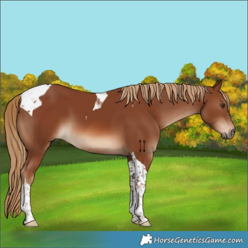 Horse Color:Chestnut Tobiano