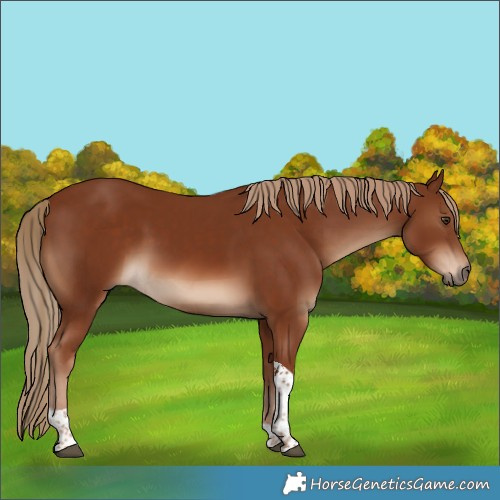 Horse Color:Chestnut Tobiano 