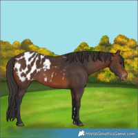 Horse Color:Brown Appaloosa 