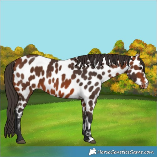 Horse Color:Bay Appaloosa 
