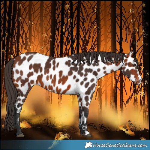 Horse Color:Bay Near Leopard 
