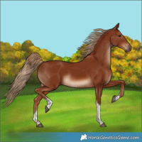 Horse Color:Chestnut Tobiano