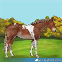 Horse Color:Chestnut Tobiano
