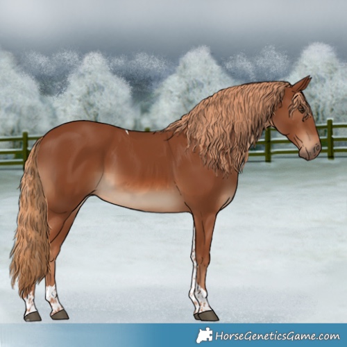 Horse Color:Chestnut Tobiano 