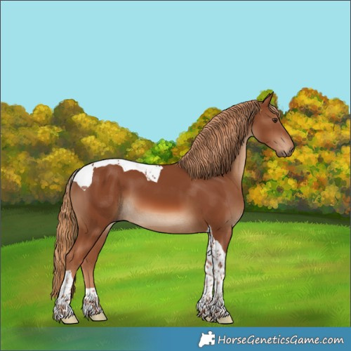 Horse Color:Chestnut Tobiano 