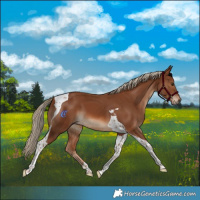 Horse Color:Chestnut Tobiano 