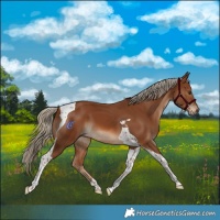 Horse Color:Chestnut Tobiano 