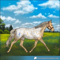 Horse Color:Palomino Blanket