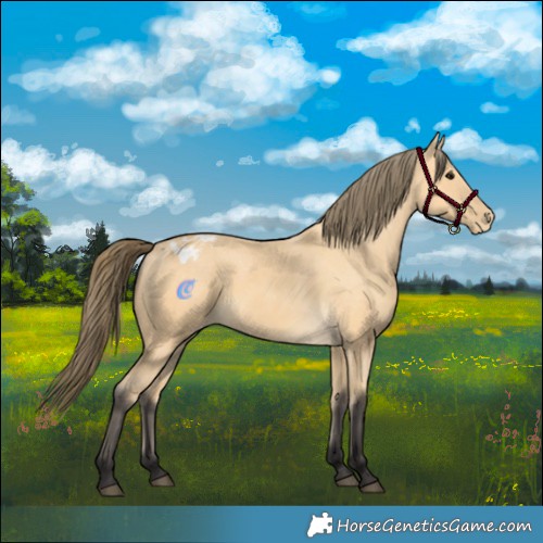 Horse Color:Buckskin Appaloosa