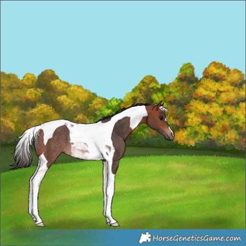 Horse Color:Bay Tobiano Rabicano