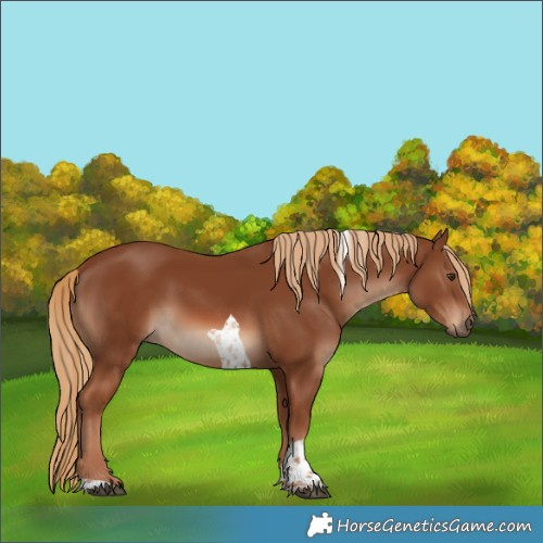 Horse Color:Chestnut Tobiano 