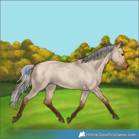 Horse Color:Silver Bay Roan Dun 