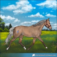 Horse Color:Silver Bay Dun 