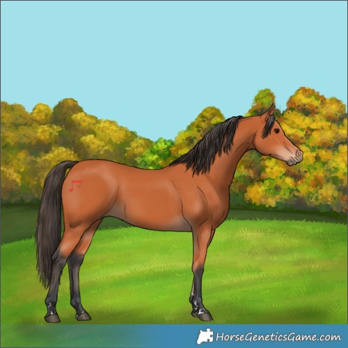 Horse Color:Bay 