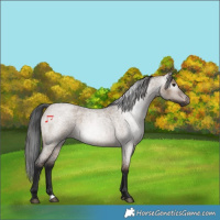 Horse Color:Gray Bay Roan Dun