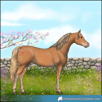 Horse Color:Chestnut Rabicano