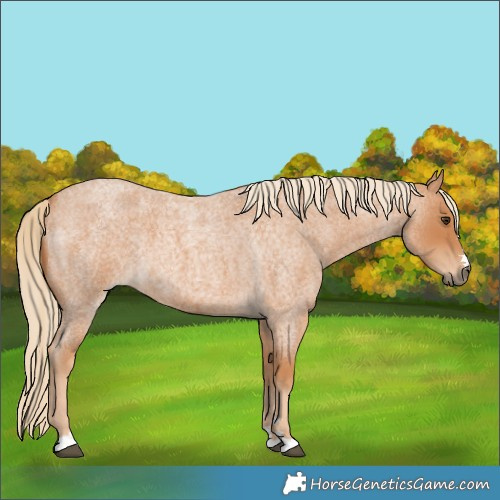 Horse Color:Unknown 