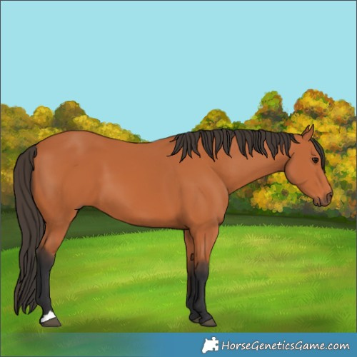 Horse Color:Unknown 