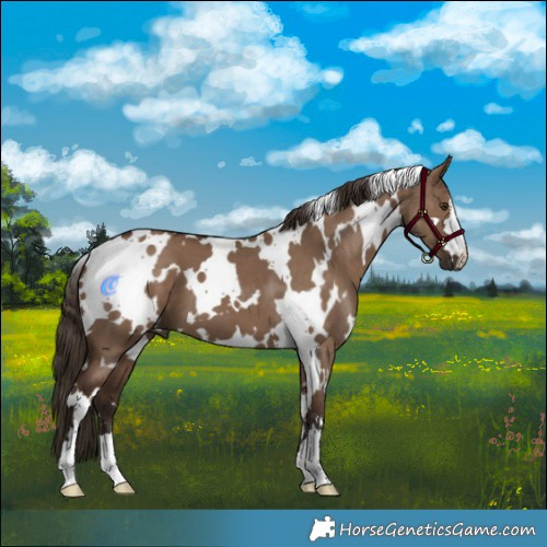 Horse Color:White Spotted Liver Red Dun 