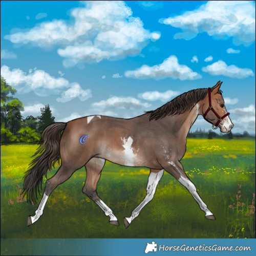 Horse Color:Bay Sabino Tobiano 