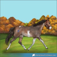 Horse Color:Bay Sabino Tobiano