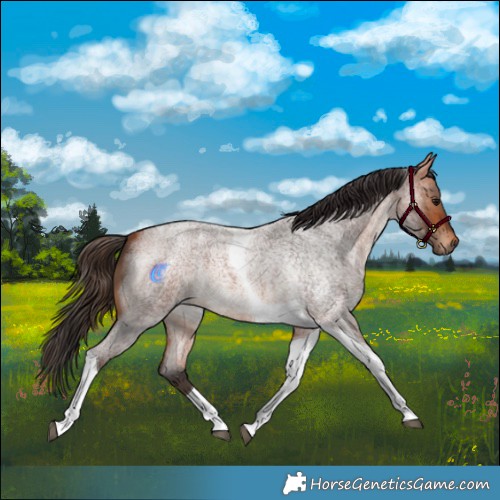 Horse Color:Bay Roan Tobiano 