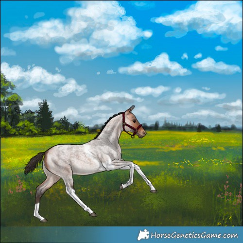 Horse Color:Bay Roan Tobiano 