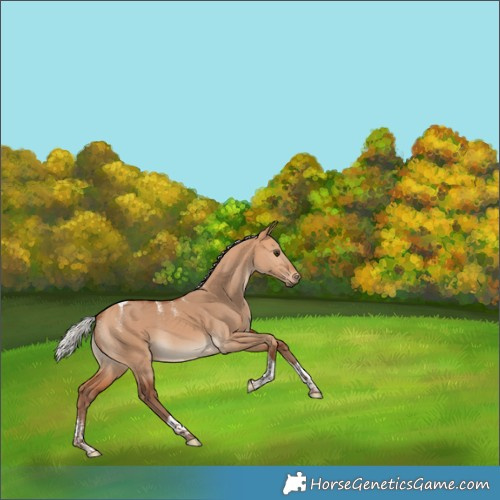 Horse Color:Powder White Silver Bay Dun Tobiano Rabicano 