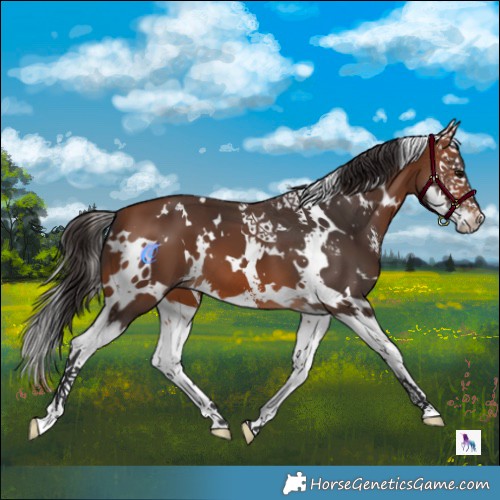 Horse Color:White Spotted Bay Sabino Splash 