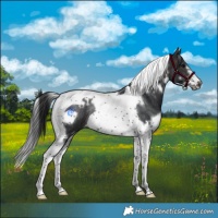 Horse Color:White Spotted Brown Tobiano Frame Rabicano