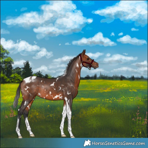 Horse Color:White Spotted Bay Tobiano Rabicano 
