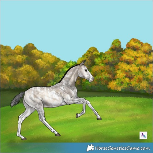 Horse Color:White Spotted Brown Ice Onyx Sabino Rabicano 