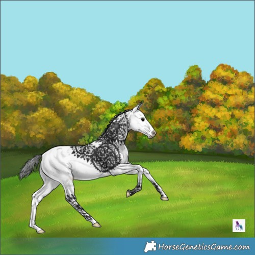 Horse Color:Black Ice Sabino 