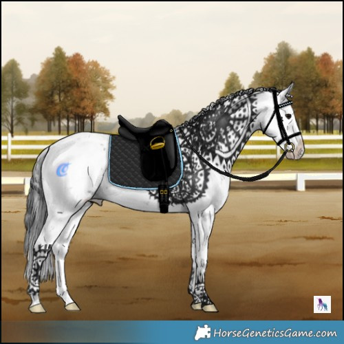 Horse Color:Black Ice Sabino 