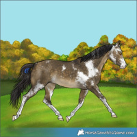 Horse Color:Buckskin Dun Sabino 