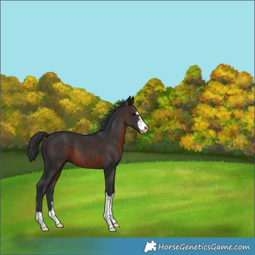 Horse Color:Brown 