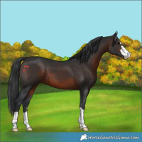 Horse Color:Brown 