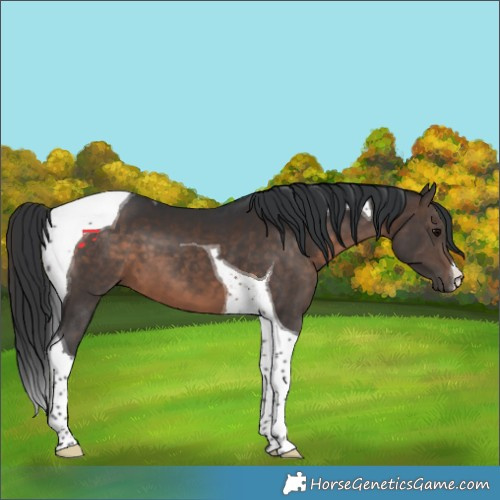 Horse Color:Brown Tobiano 