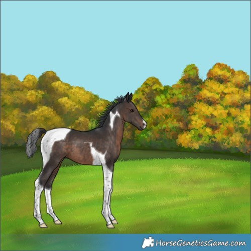 Horse Color:Brown Tobiano 