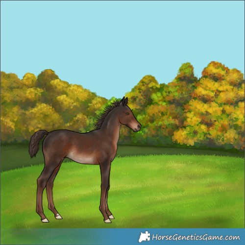 Horse Color:Liver Chestnut 