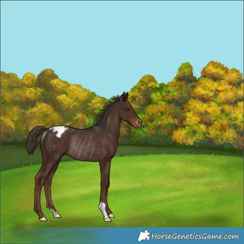 Horse Color:Liver Chestnut Varnish Rabicano 