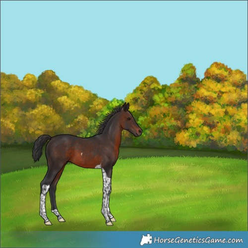 Horse Color:Brown Tobiano 