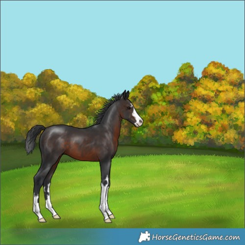 Horse Color:Brown 