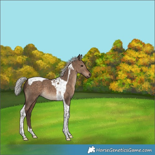 Horse Color:Silver Brown Dun Tobiano 