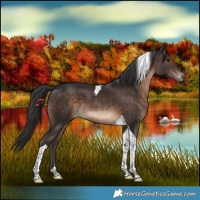 Horse Color:Brown Tobiano 