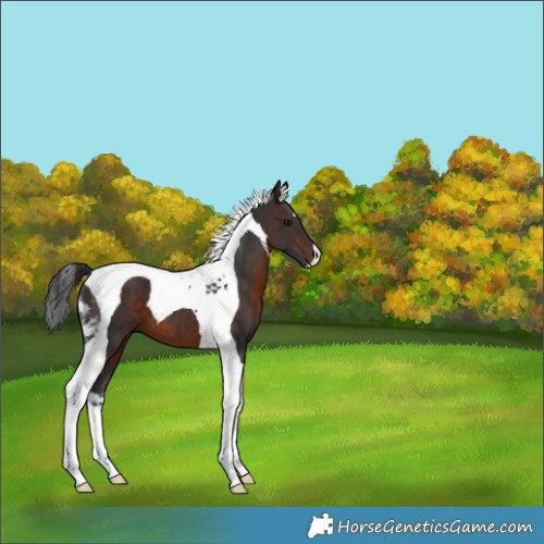 Horse Color:Brown Tobiano 